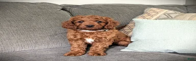 Toby