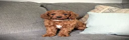 Cavapoo dogs for sale: Toby - Ad 1