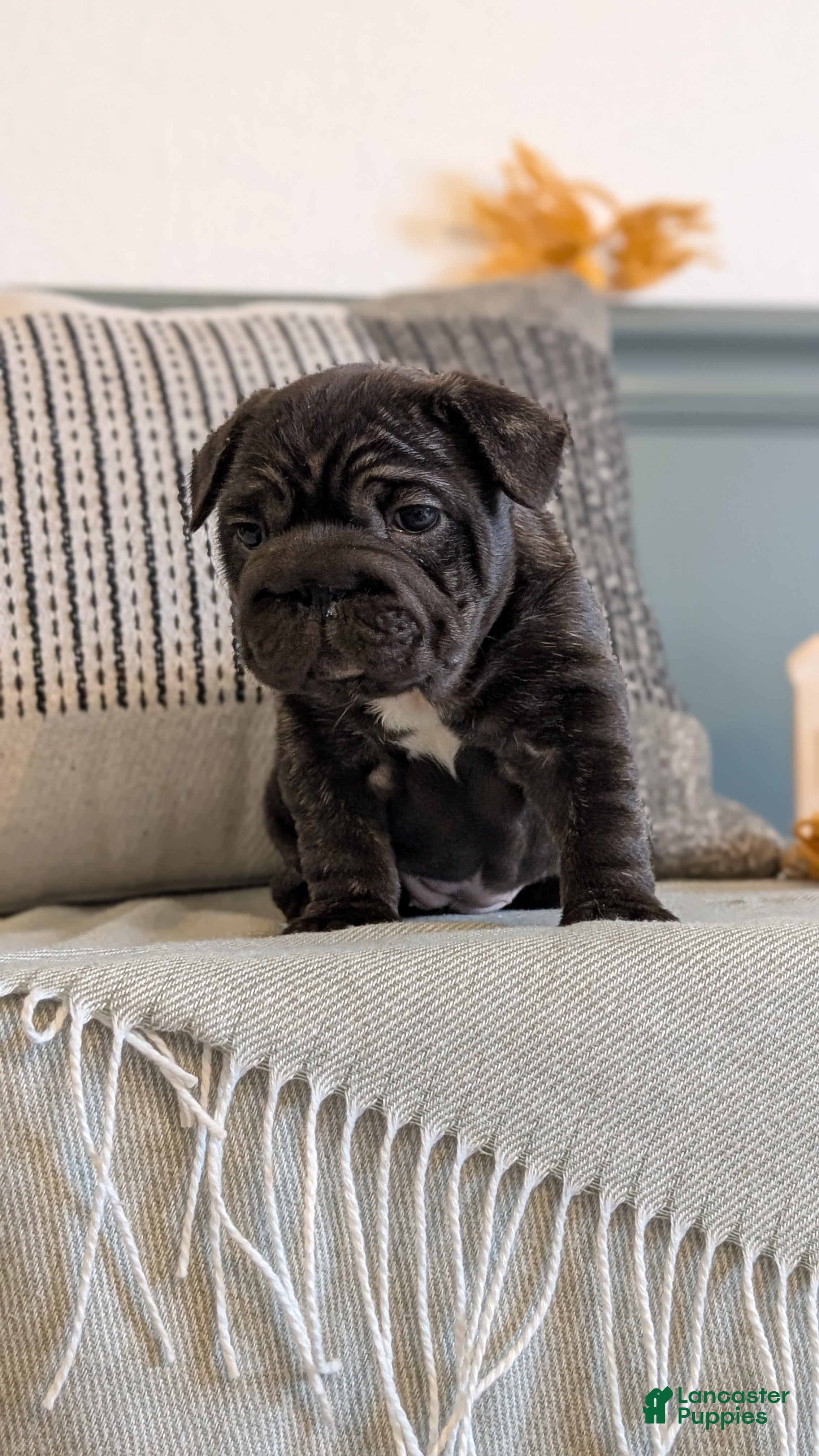 French Bulldog dogs Roxy - Ad 2