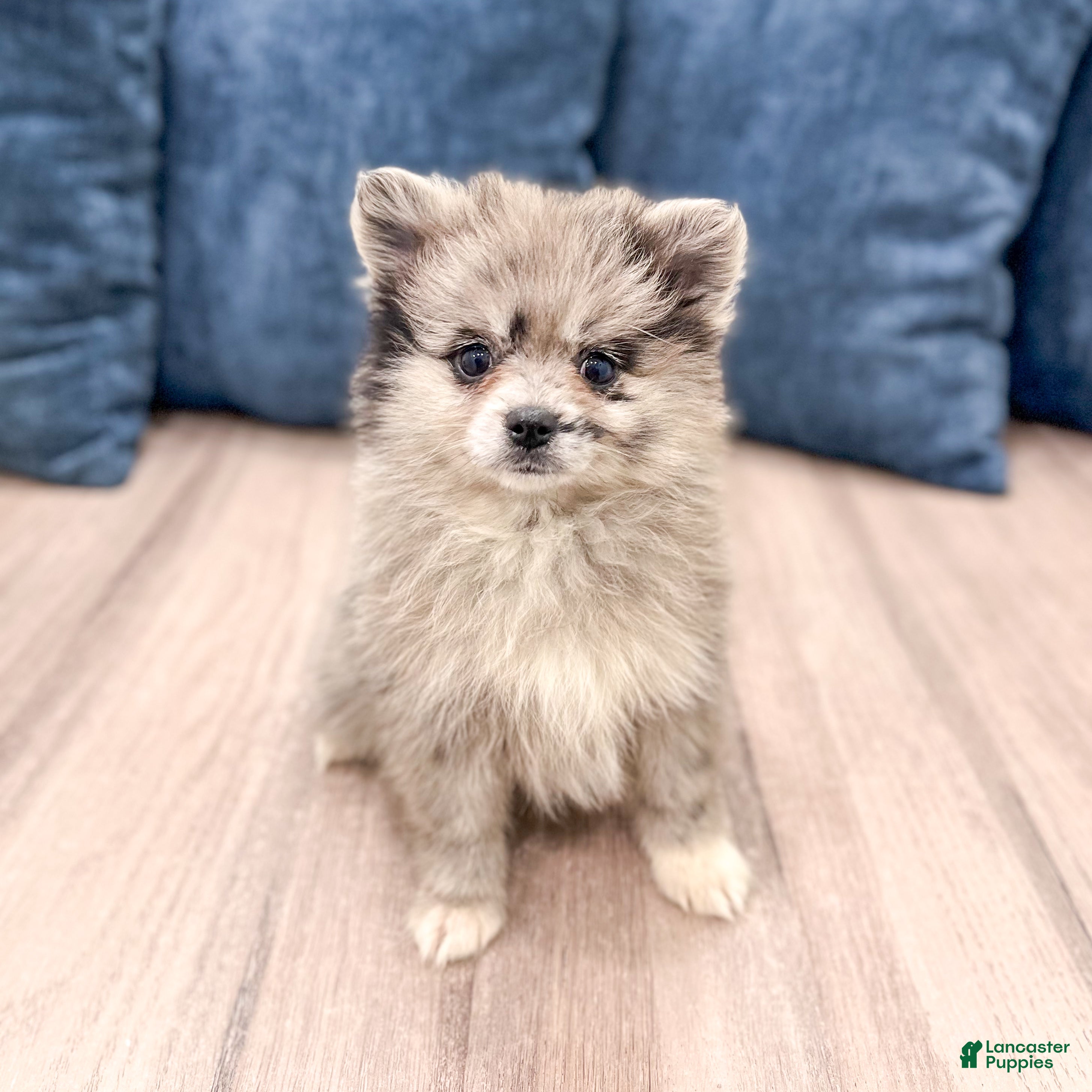 Pomeranian dogs Stormy - Ad 1