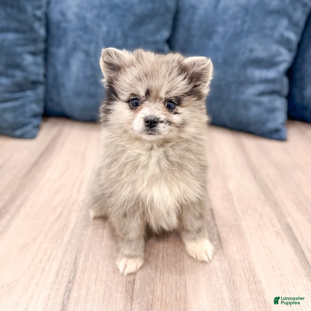 Pomeranian dogs for sale: Stormy - Ad 1