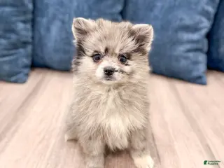 Pomeranian dogs for sale: Stormy - Ad 4