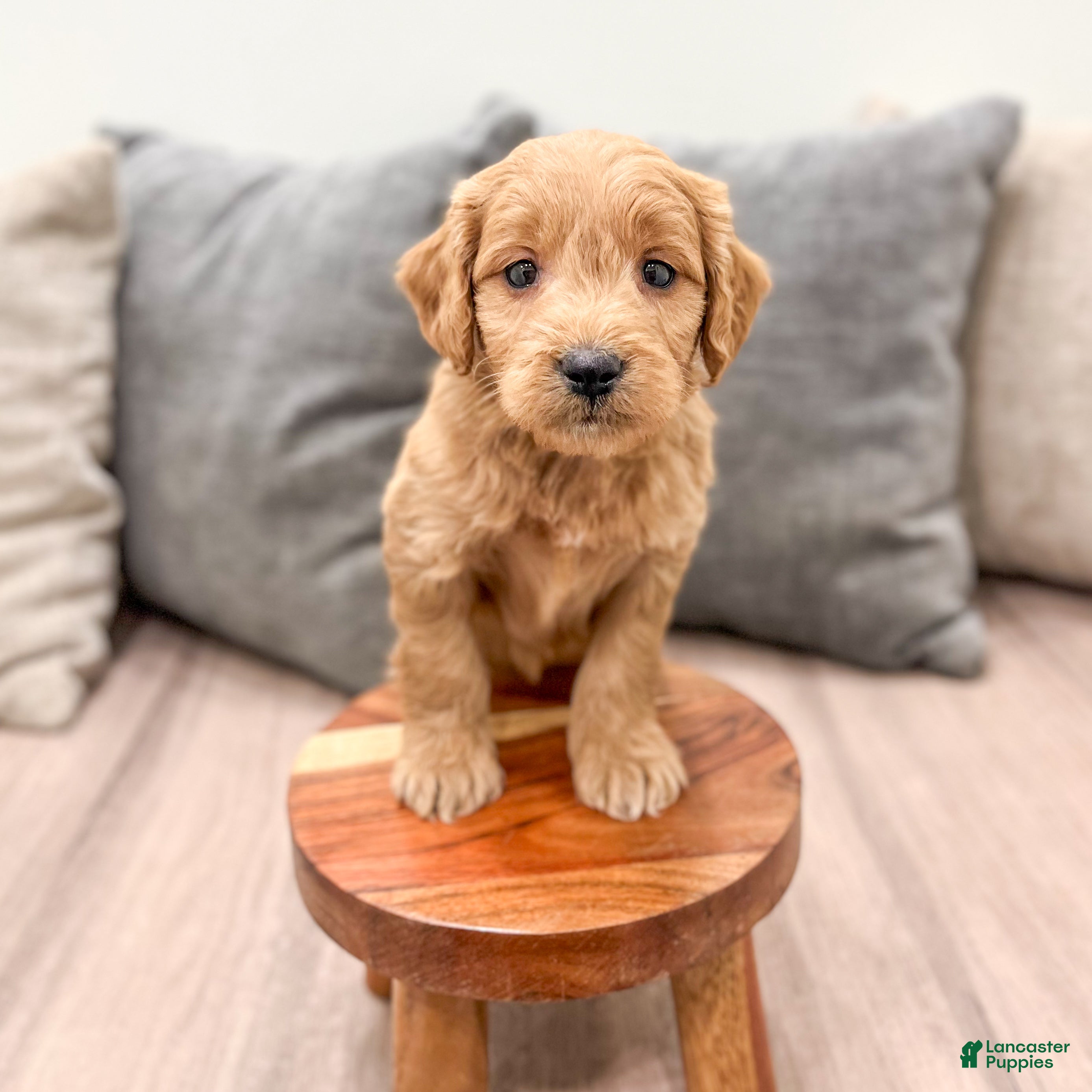 Mini Goldendoodle dogs for sale: Peppa - Ad 2