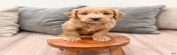 Mini Goldendoodle dogs for sale: Peppa - Ad 1