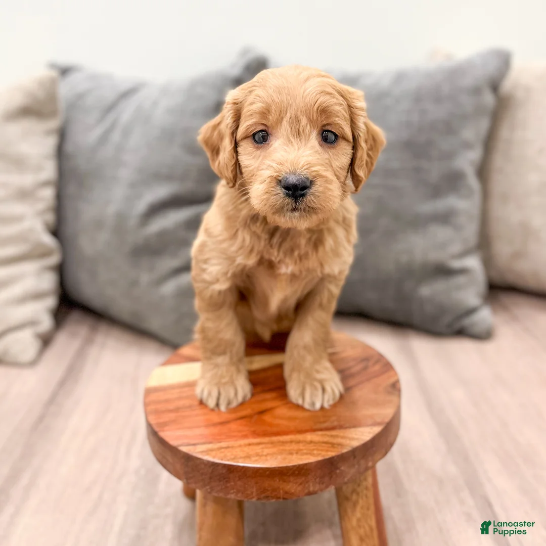 Mini Goldendoodle dogs for sale: Peppa - Ad 1