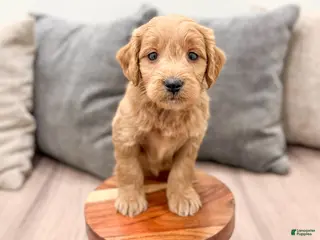 Mini Goldendoodle dogs for sale: Peppa - Ad 2