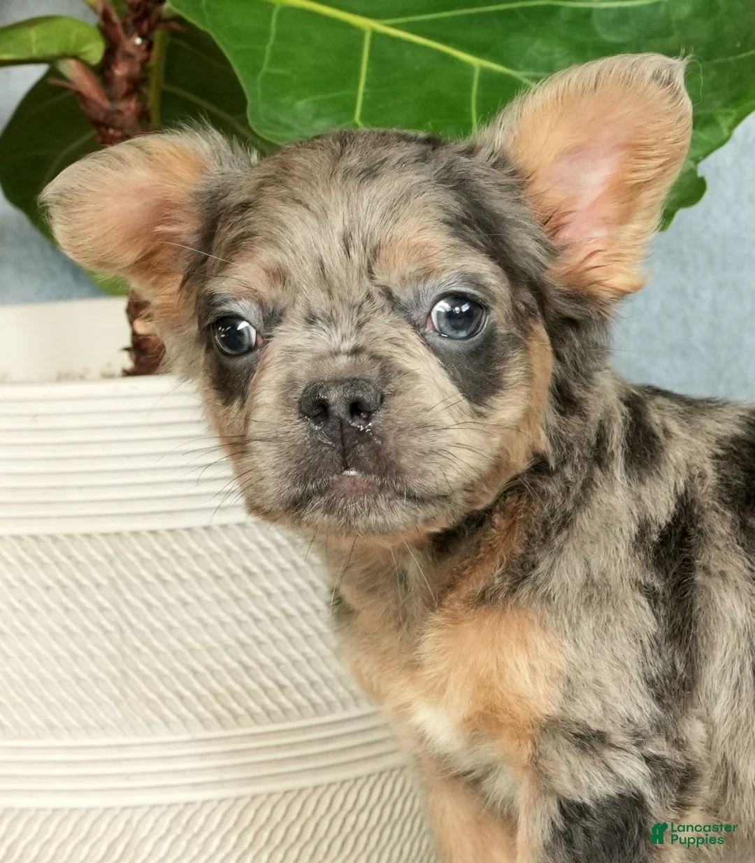 French Bulldog dogs for sale: Abel - Ad 9