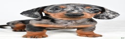 Miniature Dachshund dogs for sale: Polly - Ad 7