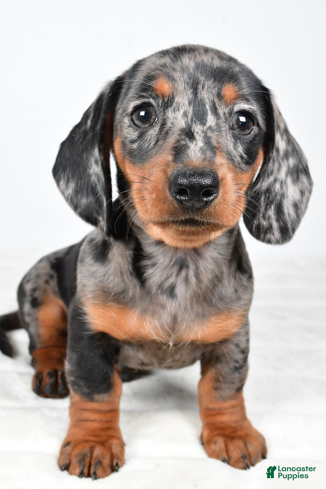 Miniature Dachshund dogs for sale: Polly - Ad 7