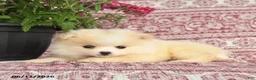Pomeranian dogs for sale: Monica - Ad 4