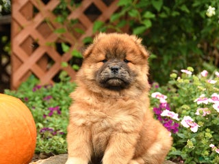 Chow Chow dogs - Ad 7