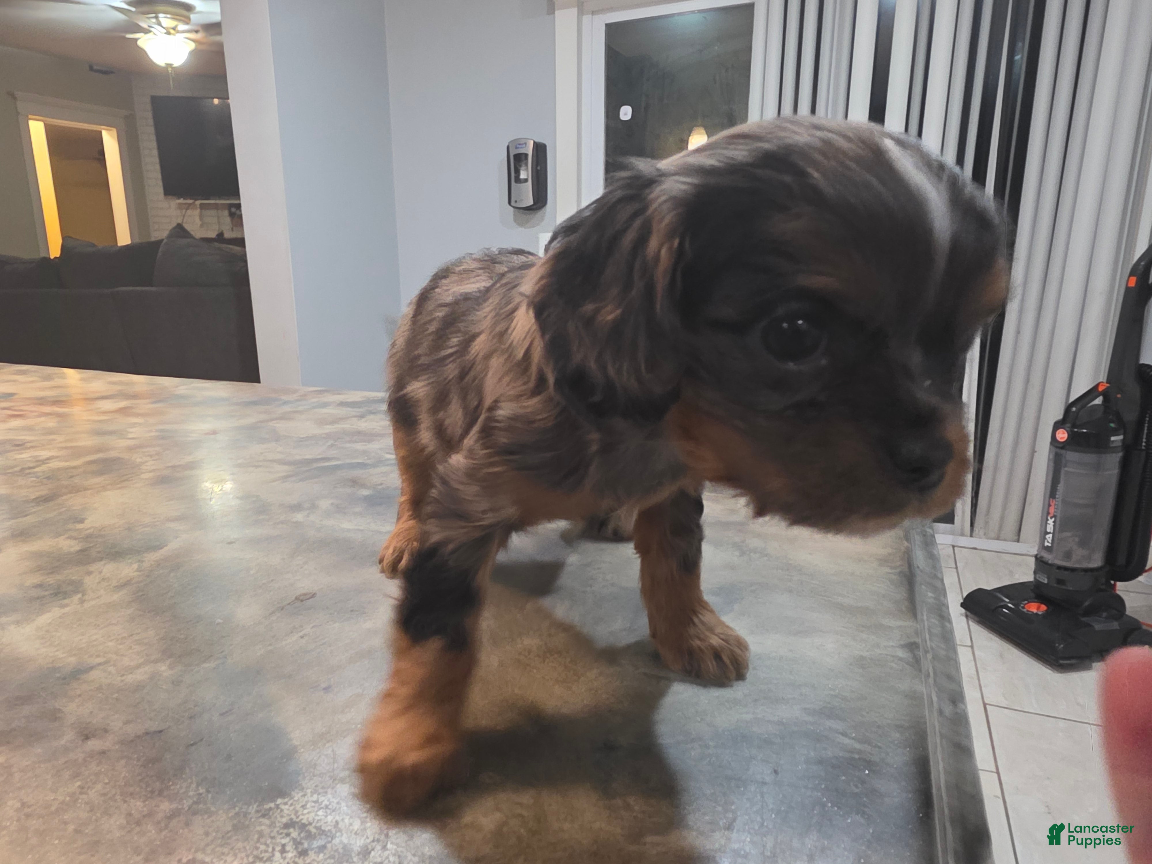 Mixed Breed dogs Mixed Breed Puppy 1 - Ad 2