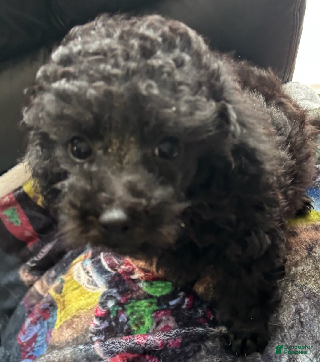 Toy Poodle dogs for sale: Holly - Ad 2