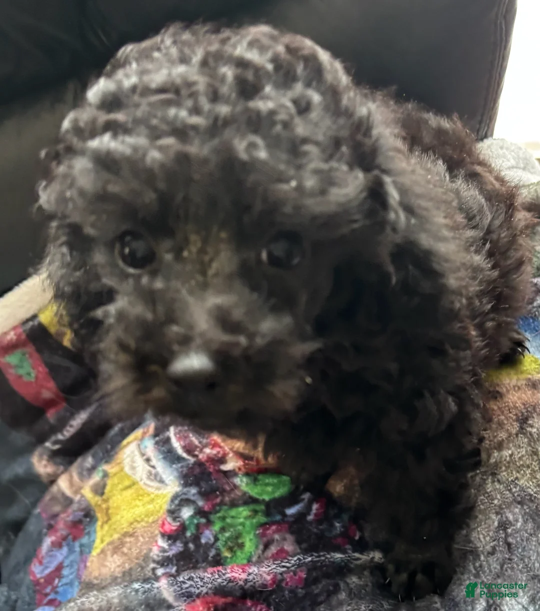 Toy Poodle dogs for sale: Holly - Ad 2