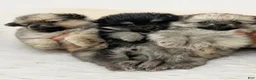 Pomeranian dogs for sale: Pomeranian 3 - Ad 10