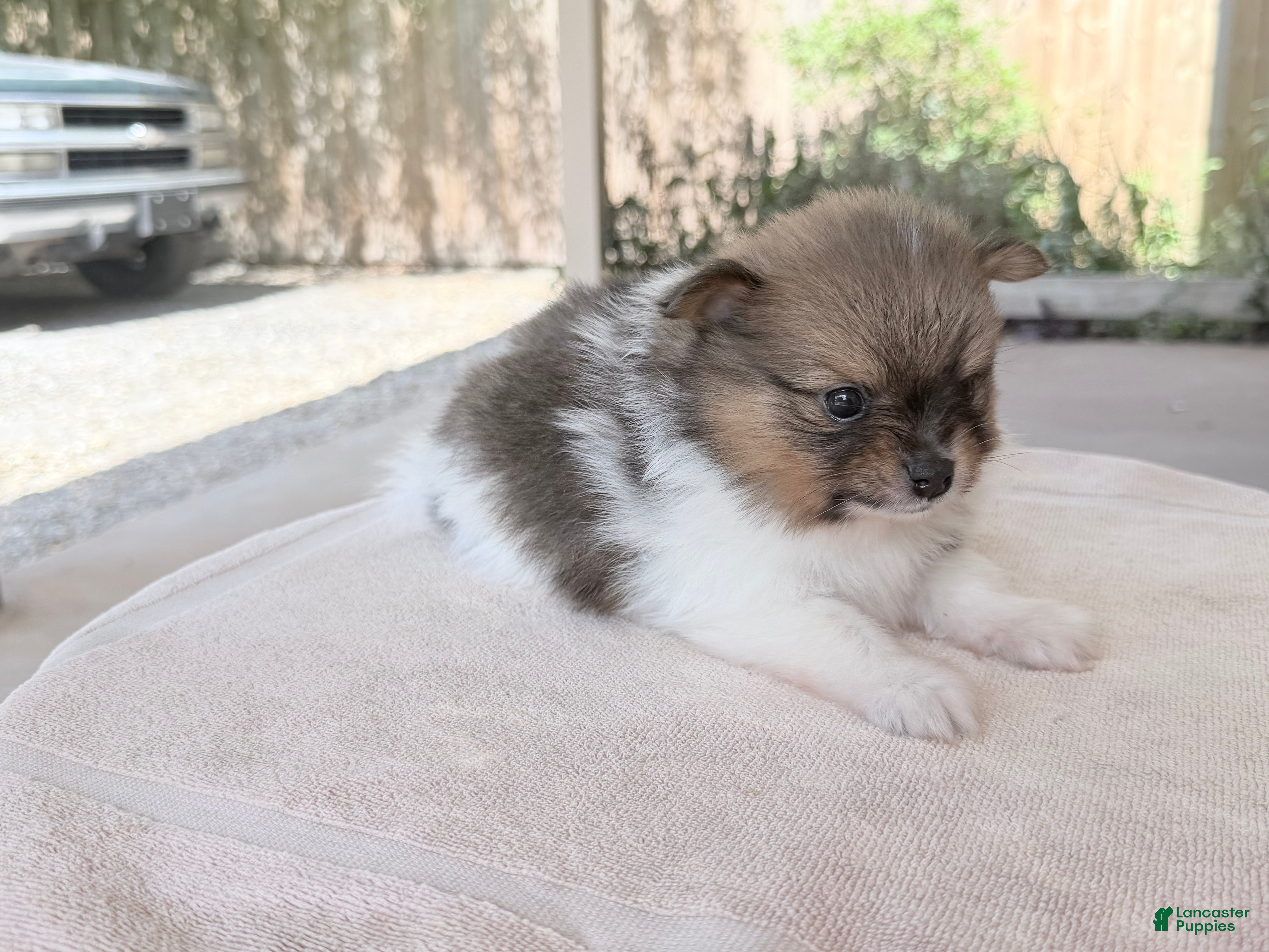 Pomeranian dogs Pinzo - Ad 1