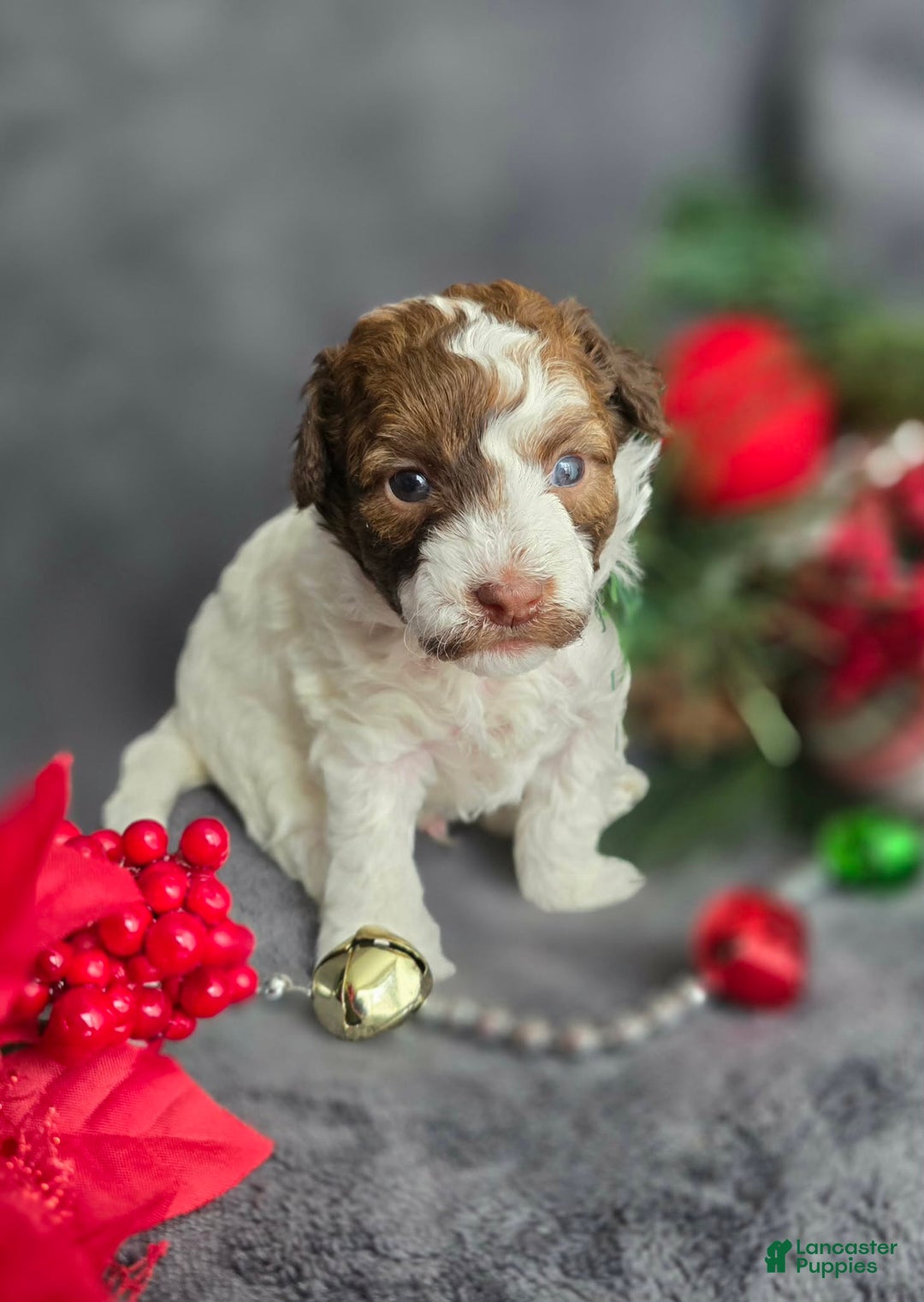 Havapoo dogs for sale: Selleck  - Ad 1