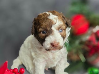 Havapoo dogs Selleck - Ad 32