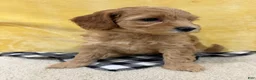 Mini Goldendoodle dogs for sale: Gracie - Ad 4