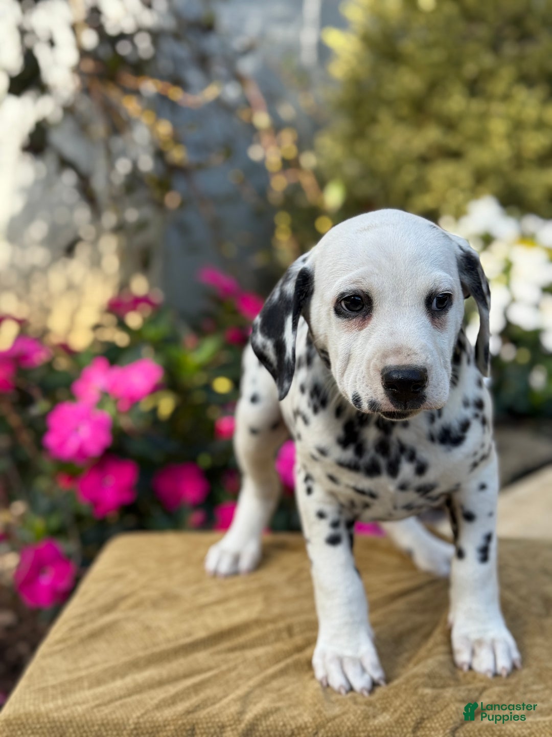 Dalmatian dogs for sale: Monroe - Ad 3