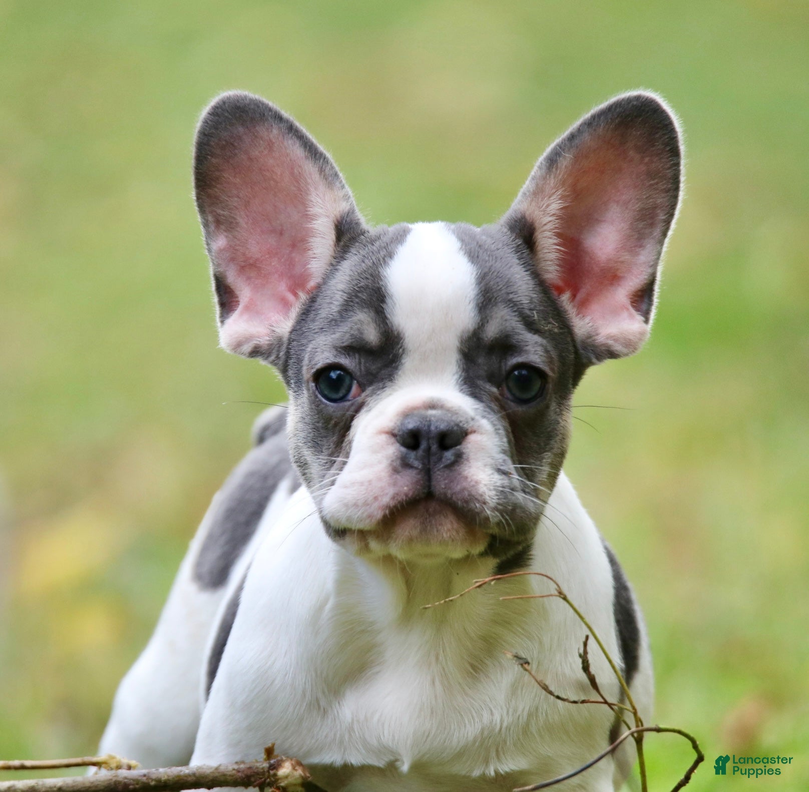 Grey And White French Bulldog With Blue Eyes Fawn Frenchie With