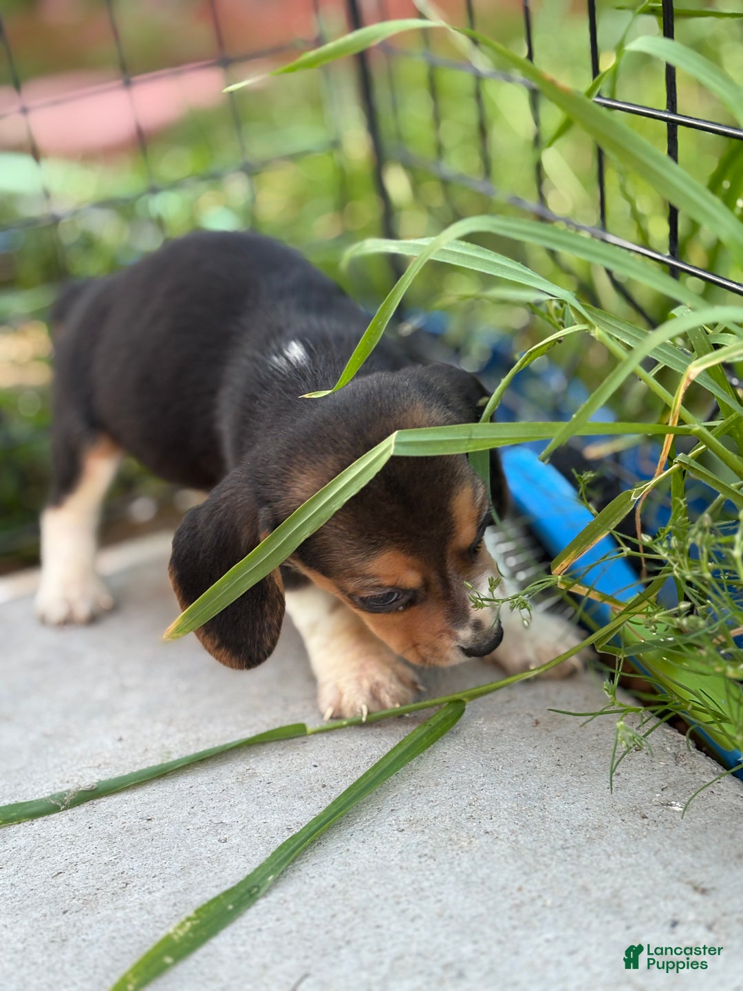 Beagle dogs for sale: Honey - Ad 9