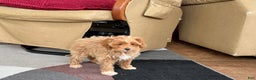 Maltipoo dogs for sale: Maltipoo Puppy 4 male  - Ad 9