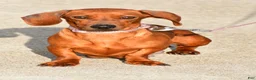 Miniature Dachshund dogs for sale: Jake - Ad 8