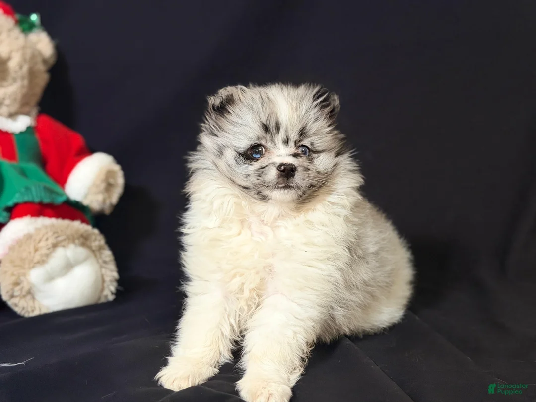 Pomeranian dogs for sale: Pomeranian Puppy 2 - Ad 1