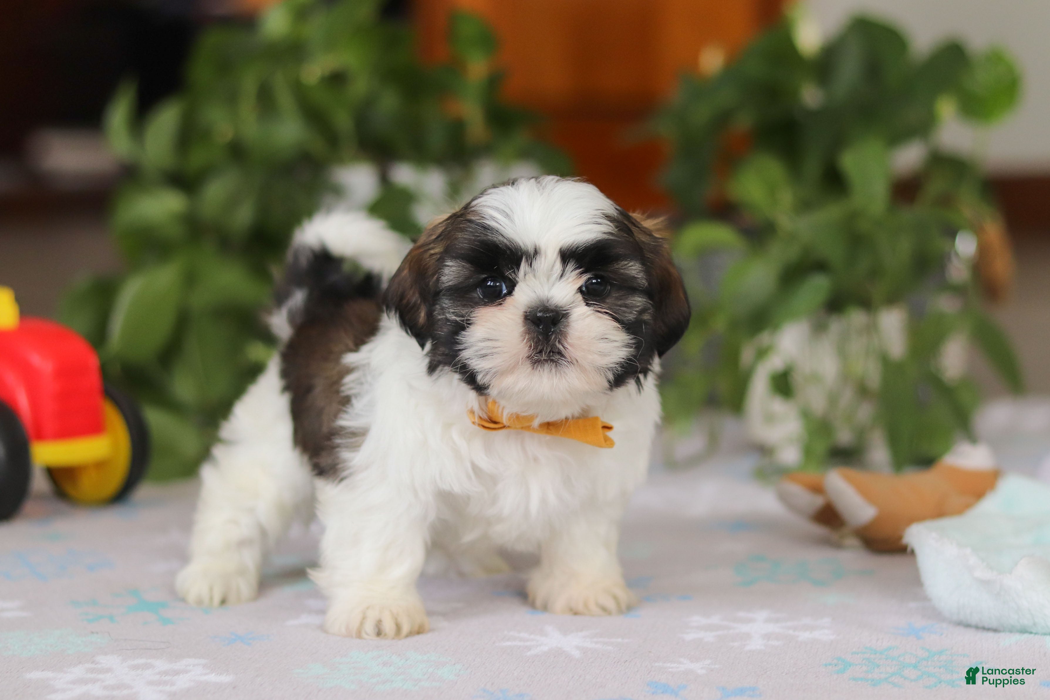 Shih Tzu dogs Liam - Ad 9