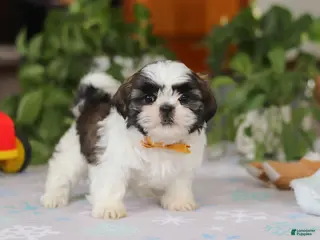 Shih Tzu dogs Liam - Ad 42