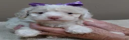 Toy Poodle dogs for sale: Effie cream parti female - Ad 7