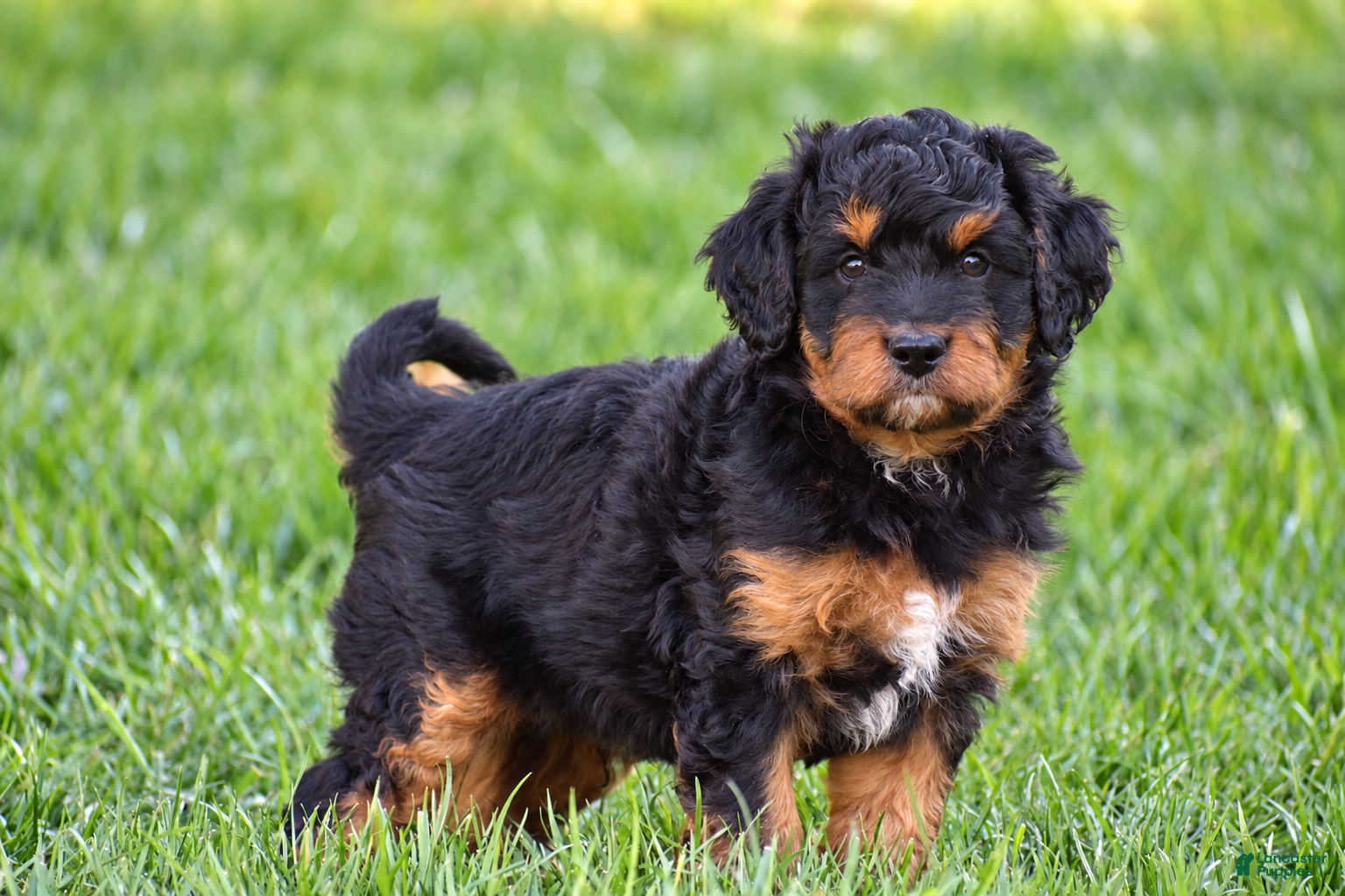 Mixed Breed dogs for sale: Samson - Mini Bernedoodle - Ad 1