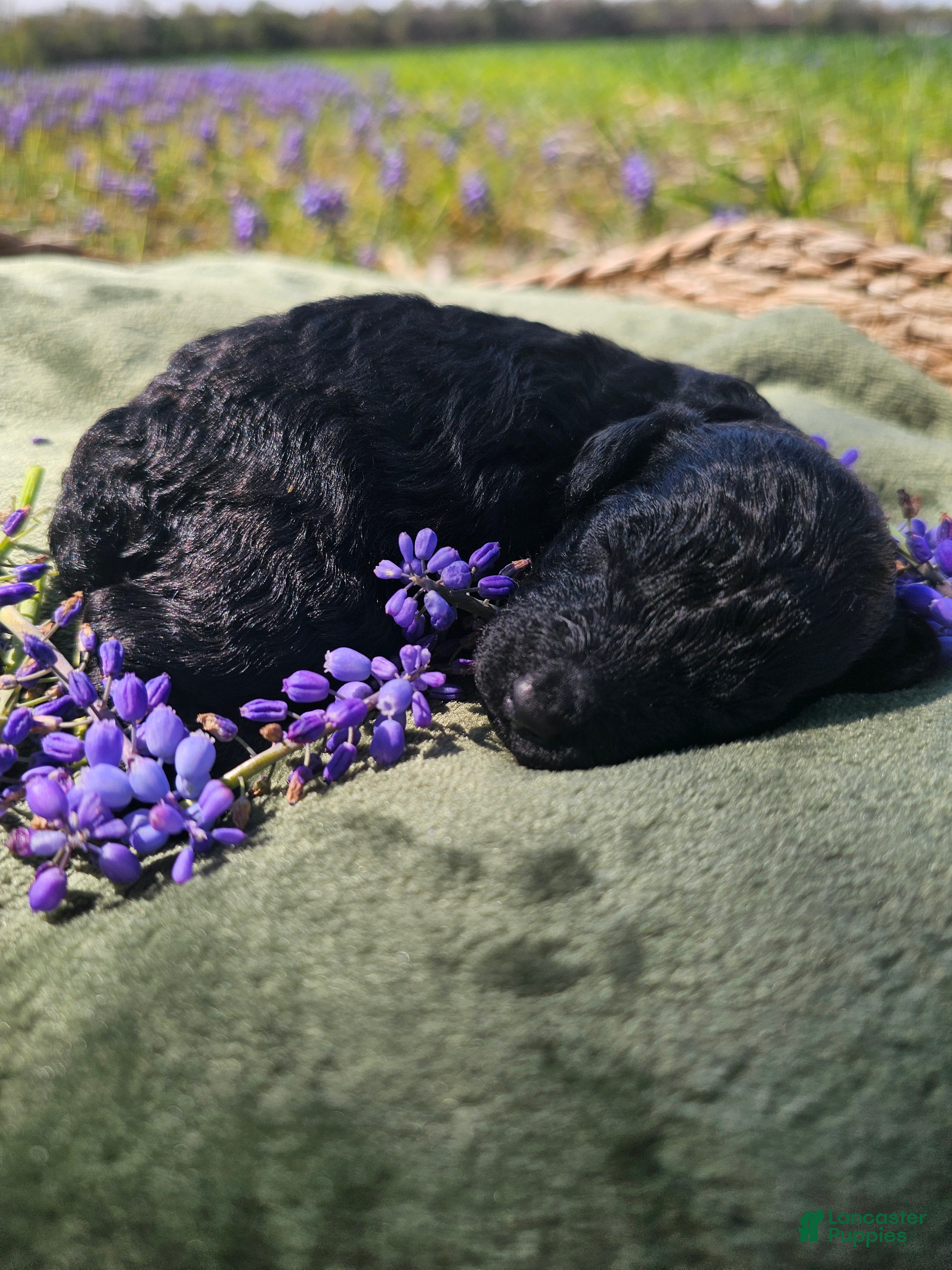 Mini Goldendoodle dogs Onyx - Ad 2