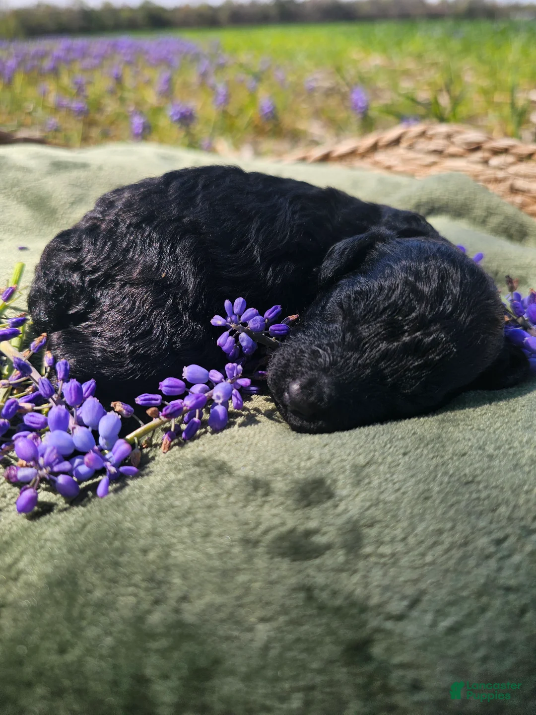 Mini Goldendoodle dogs for sale: Onyx - Ad 2