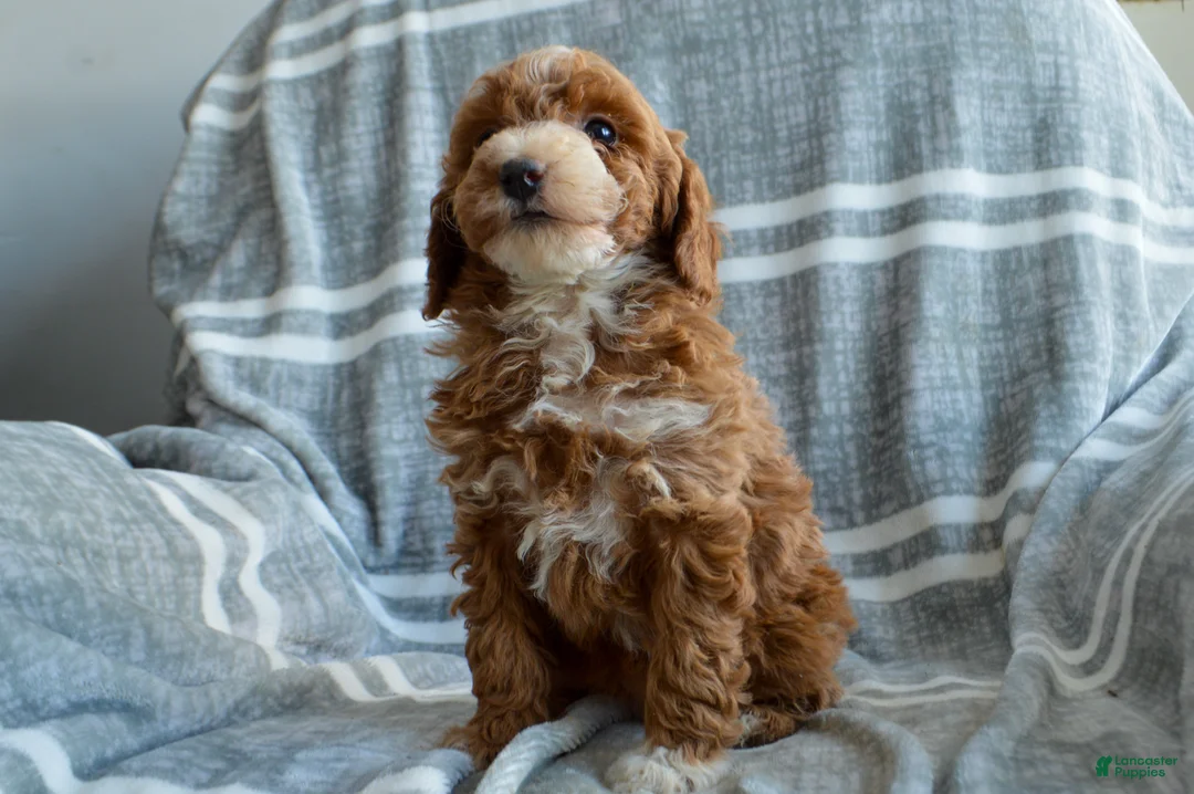 Miniature Poodle dogs for sale: Pearl - Ad 3