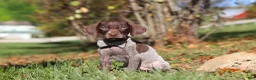 German Shorthaired Pointer dogs for sale: Asher - Ad 7