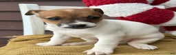 Jack Russell Terrier dogs for sale: Jojo - Ad 2