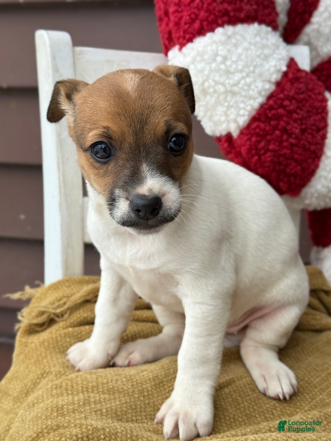 Jack Russell Terrier dogs for sale: Jojo - Ad 2