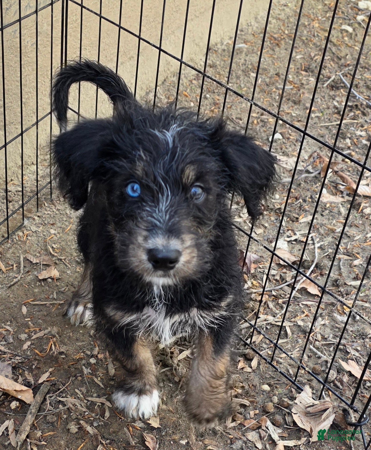 Huskipoo dogs Raja - Ad 2