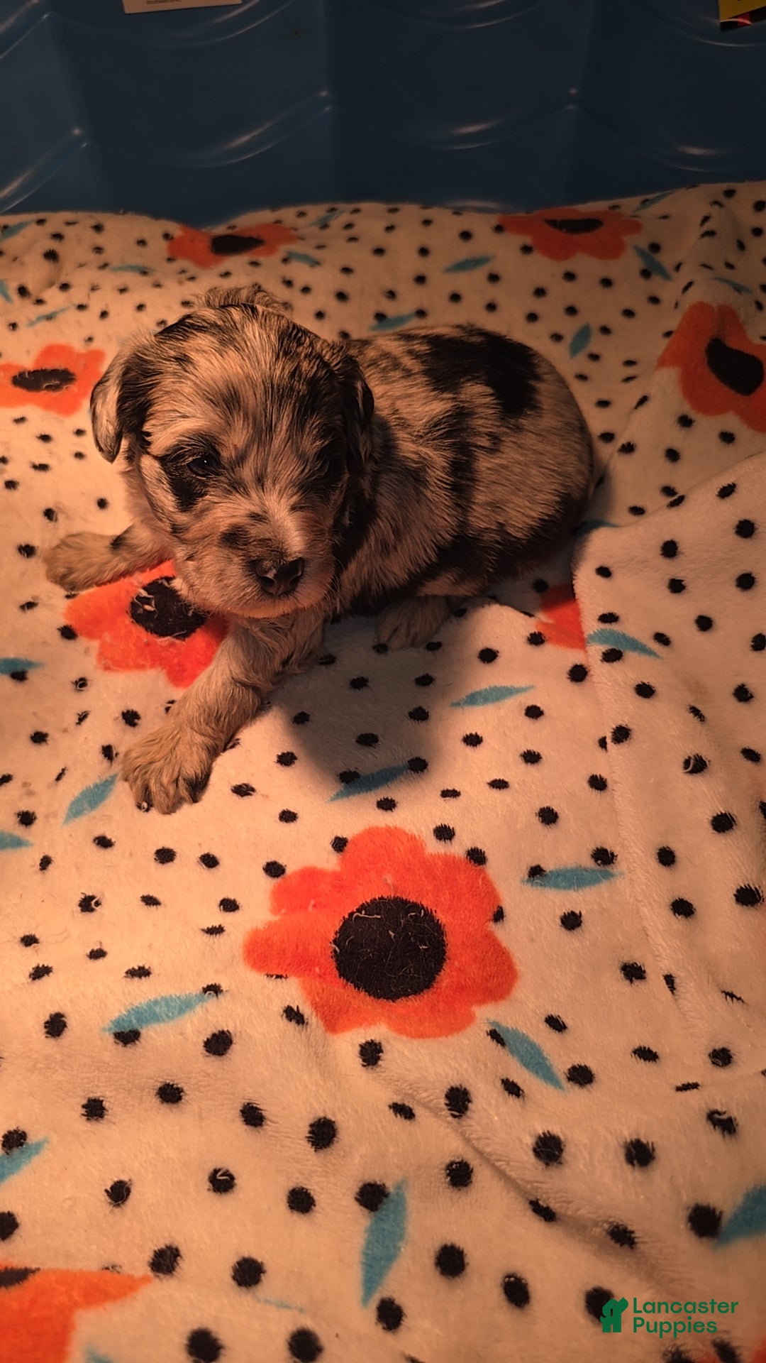 Mixed Breed dogs for sale: Merle - Ad 8