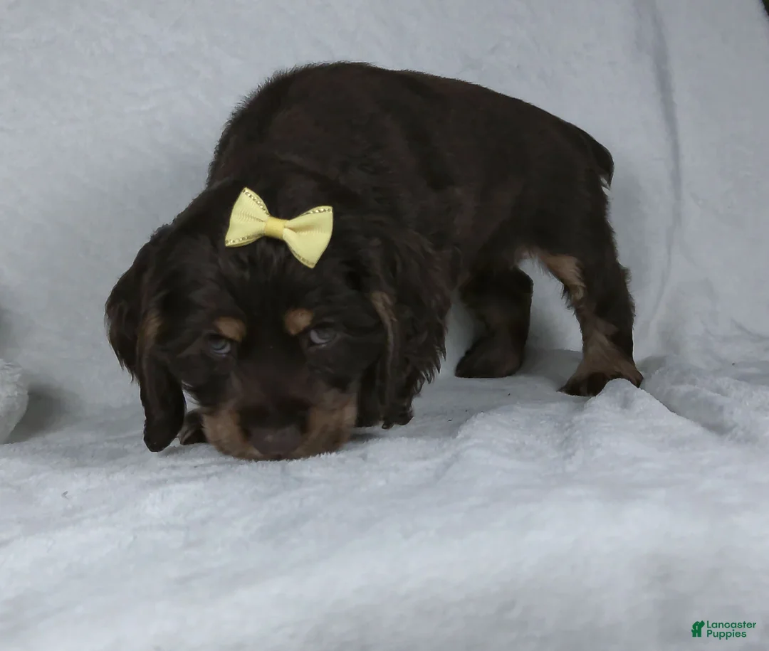 Cocker Spaniel dogs for sale: Nova - Ad 4