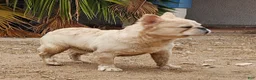 French Bulldog dogs for sale: Ghost - Ad 3