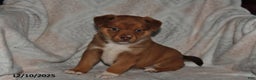 Mixed Breed dogs for sale: Jewel - Ad 1
