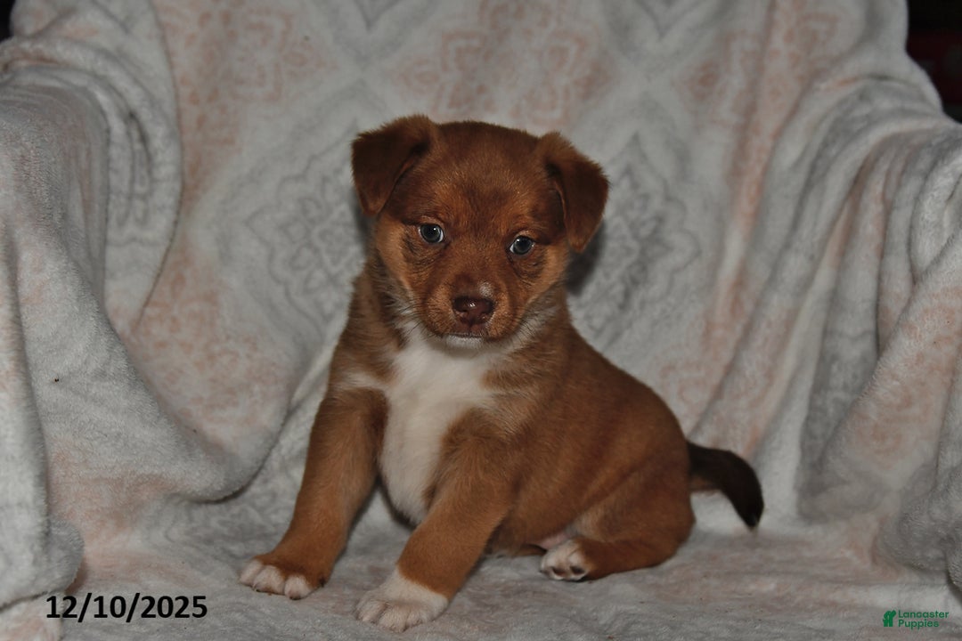 Mixed Breed dogs for sale: Jewel - Ad 1