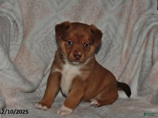 Mixed Breed dogs Jewel - Ad 2
