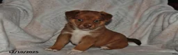 Mixed Breed dogs for sale: Jewel - Ad 1