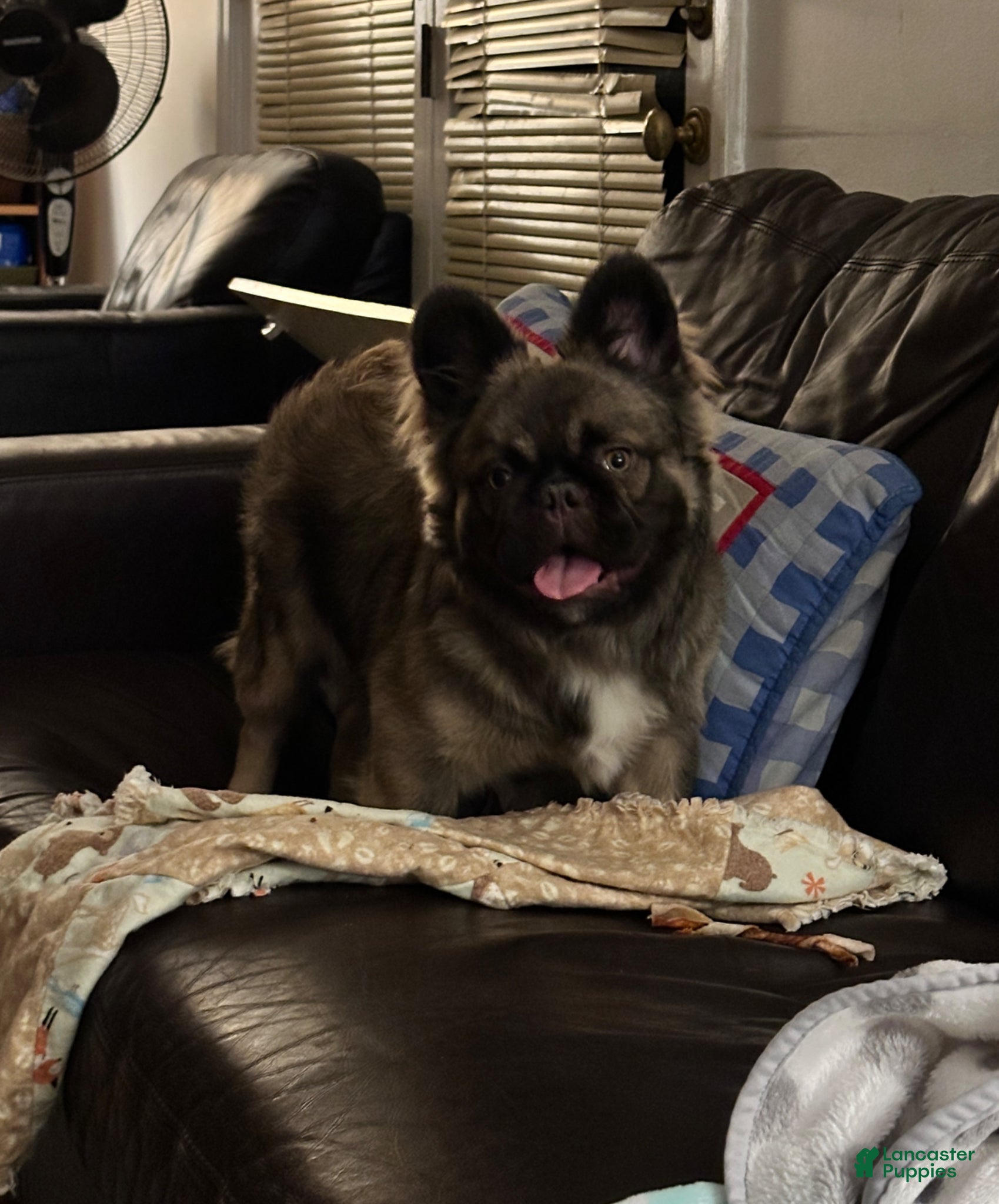 French Bulldog dogs French Bulldog Puppy 1 - Ad 2