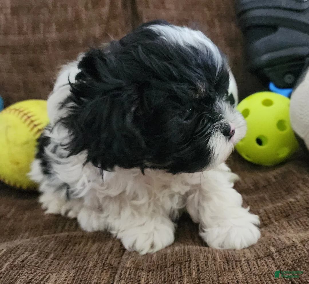 Shihpoo dogs for sale: IVAN  - Ad 3