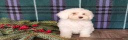 Mini Bernedoodle dogs for sale: Flake - Ad 12